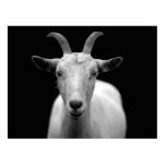 Geitenvlees Staand Fotobeeldje<br><div class="desc">Geweldige afsluitfoto van een witte geit op een zwarte achtergrond. Als je deze coole dieren leuk vindt,  moet je verwante producten bekijken en ideeën geven met deze geweldige foto.</div>