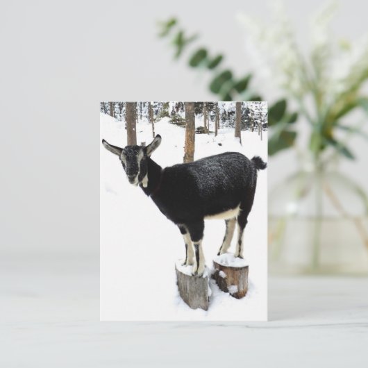 Geitenvrij Briefkaart 2014 (Staand voorkant)
