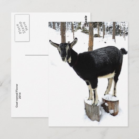 Geitenvrij Briefkaart 2014 (Voorkant / Achterkant)