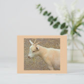 Geitfoto-Briefkaart Briefkaart (Staand voorkant)
