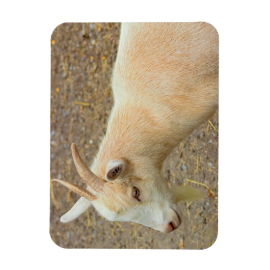 Geitfoto Magnet Magneet (Verticaal)