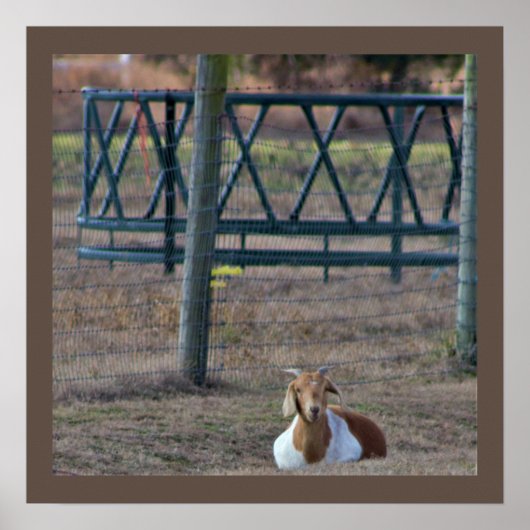 Geitfoto Poster (Voorkant)