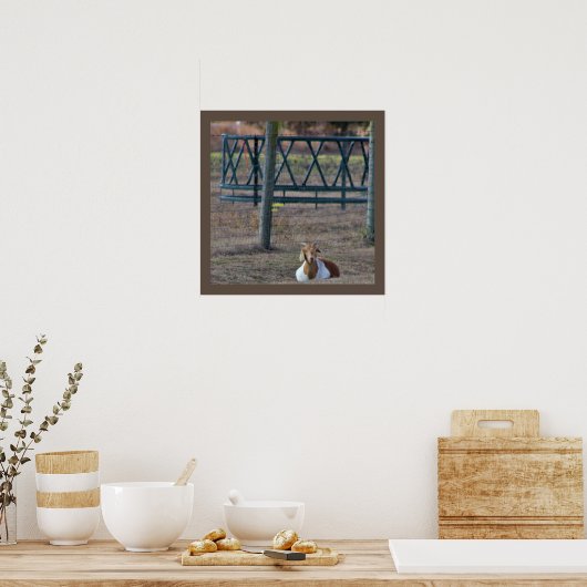 Geitfoto Poster (Keuken)