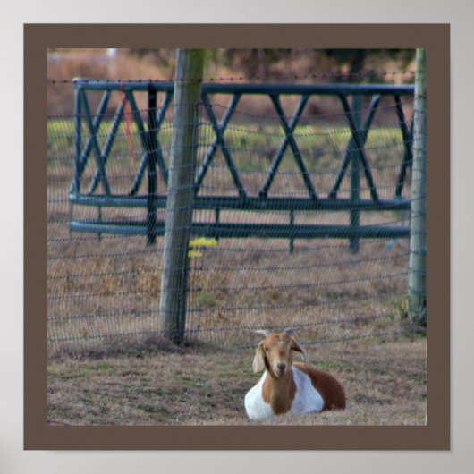 Geitfoto Poster (Voorkant)