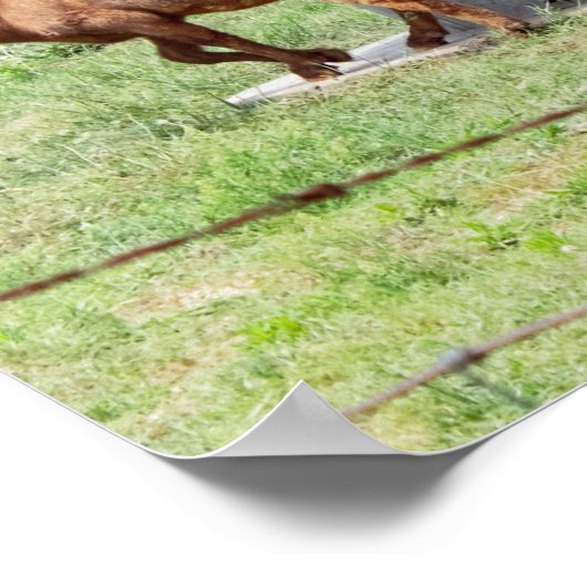 Geitfoto Poster (Hoek)