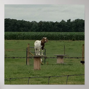Geitje op een Boerderij Poster