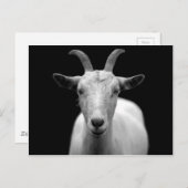 Geitportret in zwart-wit briefkaart (Voorkant / Achterkant)
