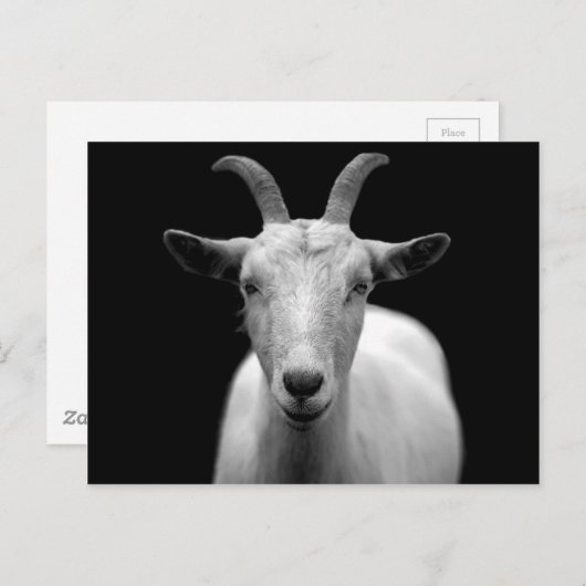 Geitportret in zwart-wit briefkaart (Voorkant / Achterkant)