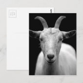 Geitportret in zwart-wit briefkaart (Voorkant / Achterkant)