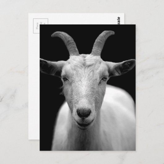 Geitportret in zwart-wit briefkaart (Voorkant / Achterkant)