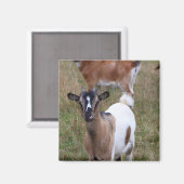 Geitte in een veld magneet (Voorkant / Achterkant)