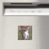 Geitte in een veld magneet (Insitu (Vaatwasser))