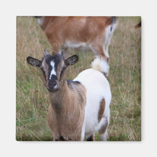 Geitte in een veld magneet (Voorkant)