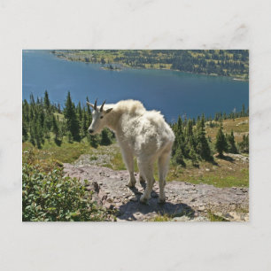 Geitte in Glacier National Park Briefkaart