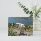 Geitte in Glacier National Park Briefkaart (Staand voorkant)