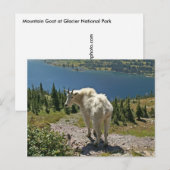 Geitte in Glacier National Park Briefkaart (Voorkant / Achterkant)