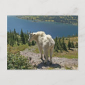 Geitte in Glacier National Park Briefkaart (Voorkant)