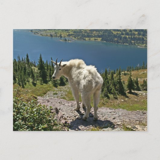 Geitte in Glacier National Park Briefkaart (Voorkant)