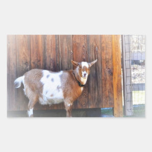 Geitte op de Sticker van het Boerderij
