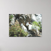 Geitten en Kind in berggebieden - Fotografie in wi Canvas Afdruk (Voorkant)