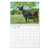 Geitten op de Grass K-N-S kalender van het Boerder (Jan 2027)