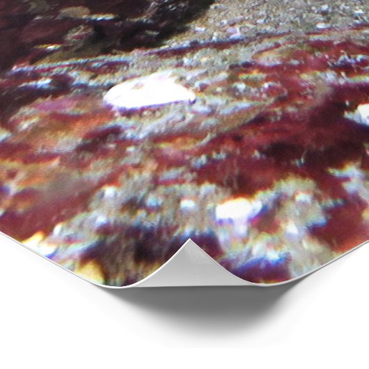 Geitvis Poster (Hoek)