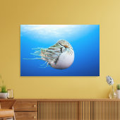 Gekamde Nautilus (Nautilus pompilius), grote bar Canvas Afdruk (Insitu (Woonkamer))
