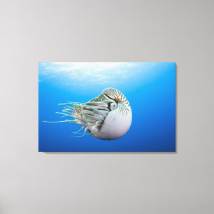 Gekamde Nautilus (Nautilus pompilius), grote bar Canvas Afdruk