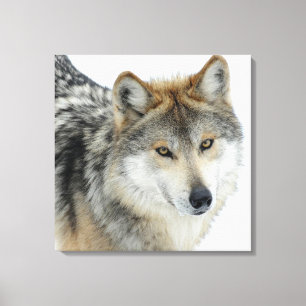 Gekapeld Canvas/Wolf Canvas Afdruk
