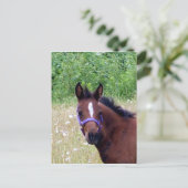 gekke1 briefkaart (Staand voorkant)