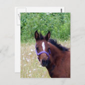 gekke1 briefkaart (Voorkant / Achterkant)