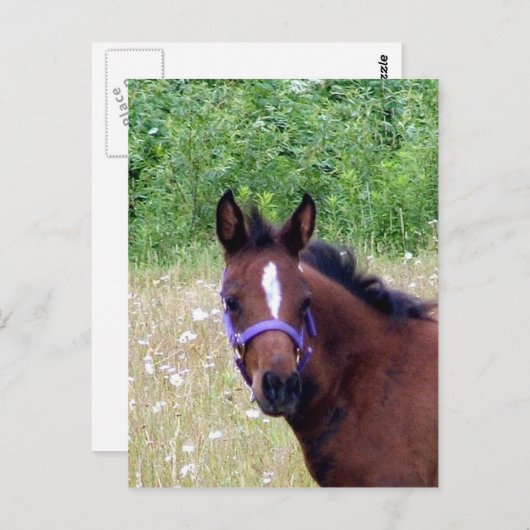 gekke1 briefkaart (Voorkant / Achterkant)