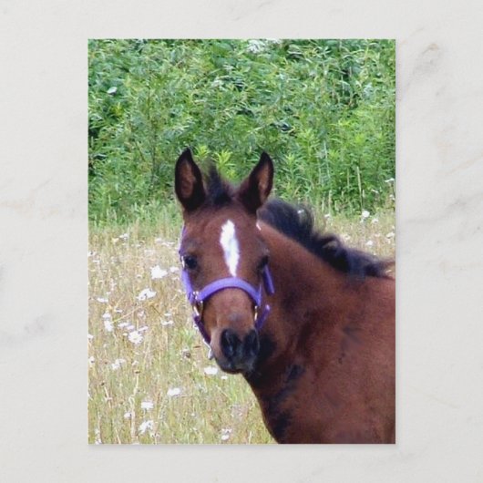 gekke1 briefkaart (Voorkant)