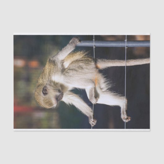 Gekke apenpapier tissuepapier (Voorkant)