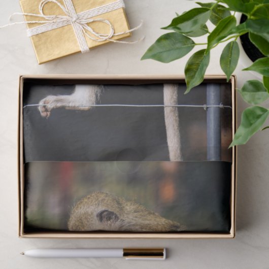 Gekke apenpapier tissuepapier (Geschenk)