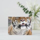 Gekke Bengalen Briefkaart met ID-box (Staand voorkant)