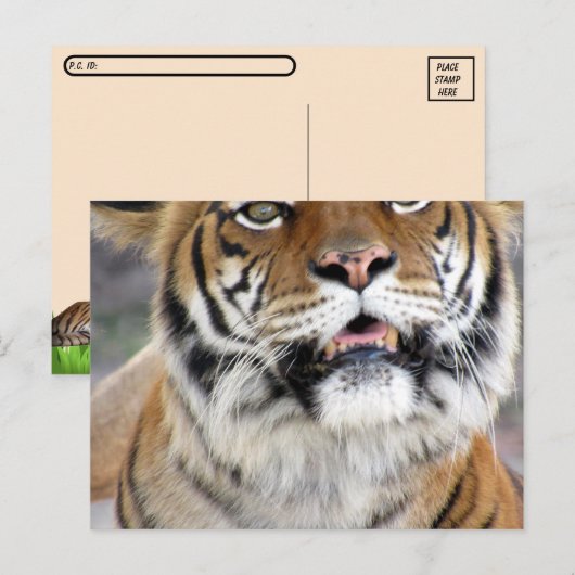 Gekke Bengalen Briefkaart met ID-box (Voorkant / Achterkant)