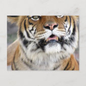 Gekke Bengalen Briefkaart met ID-box (Voorkant)