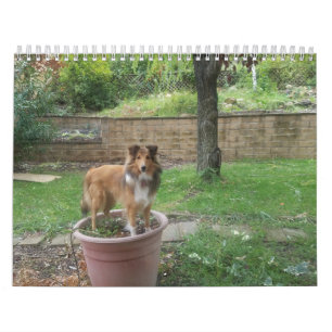 Gekke beschutting kalender