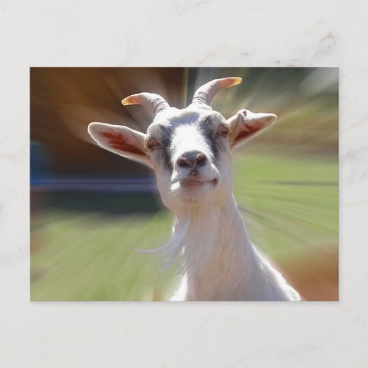 Gekke BillyGoat-foto Briefkaart (Voorkant)