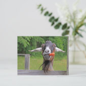 Gekke Briefkaart van geit en wortel (Staand voorkant)