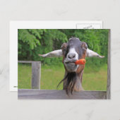 Gekke Briefkaart van geit en wortel (Voorkant / Achterkant)