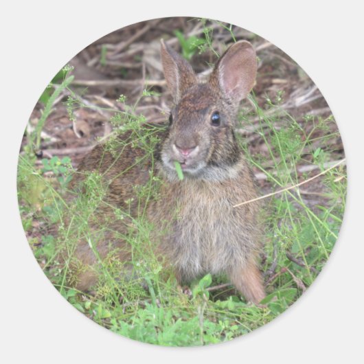 Gekke Bunny Rabbit Eating Lunch Stickers (Voorkant)