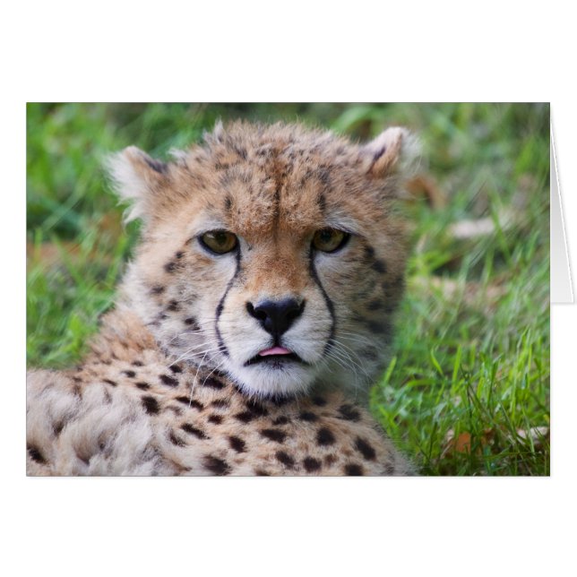 Gekke Cheetah Cub (Voorkant Horizontaal)