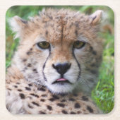 Gekke Cheetah Cub Kartonnen Onderzetters (Voorkant)