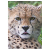 Gekke Cheetah Cub Klembord (Achterkant)