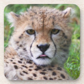 Gekke Cheetah Cub Square Bier Onderzetter (Voorkant)