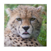 Gekke Cheetah Cub Tegeltje (Voorkant)