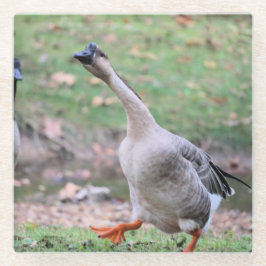 Gekke gans glazen onderzetter