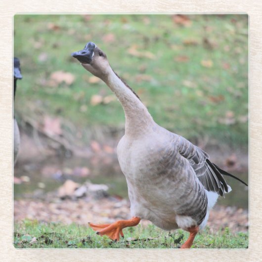 Gekke gans glazen onderzetter (Voorkant)